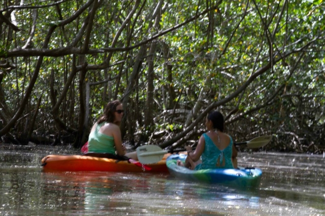 Kayaks en el manglar
